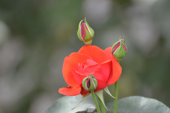 月季花