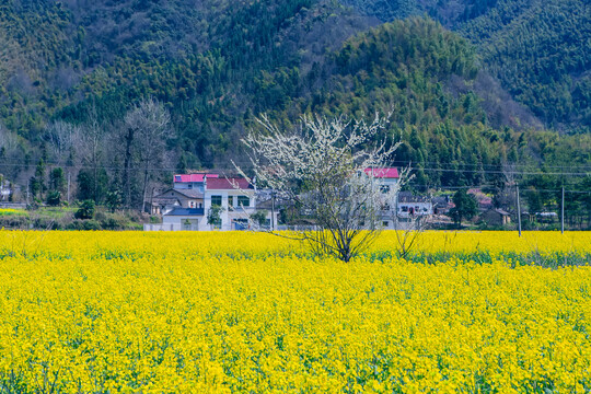 黟县柯村风光