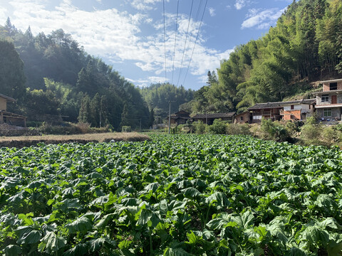 畲族莴笋植物