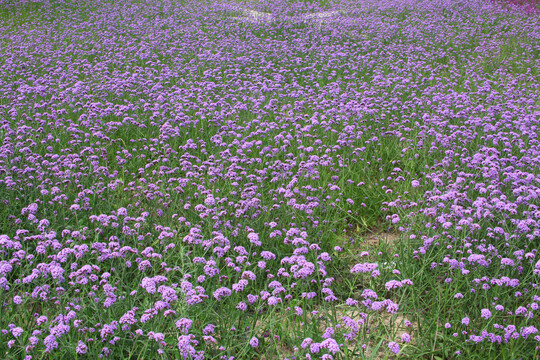 马鞭草花卉