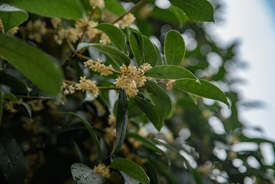 桂花