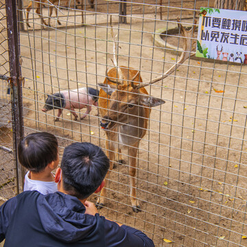 铁丝网内一只黇鹿与一只香猪