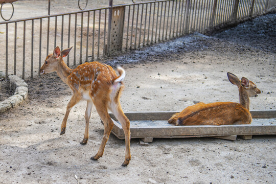 一只站着一只卧着的两只黇鹿