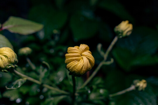 含苞菊花