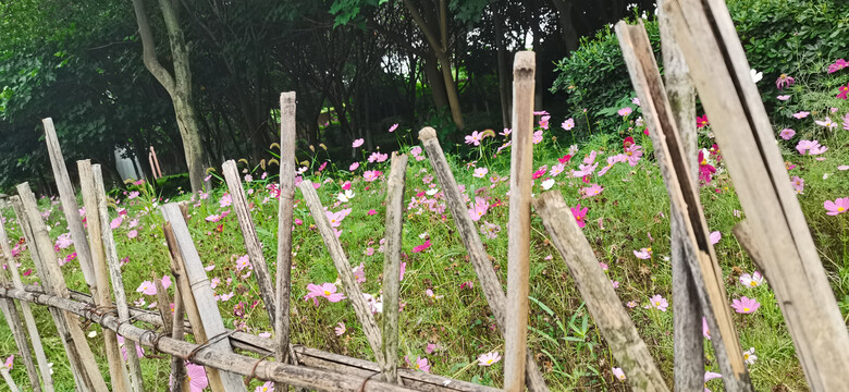 篱笆里的花