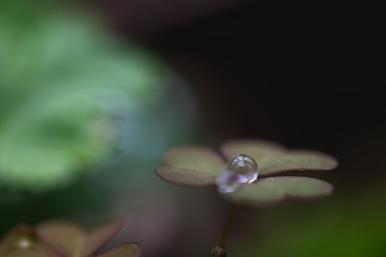 小草上的水珠