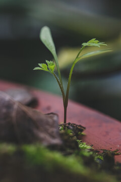 一株小草