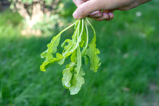 野荠菜