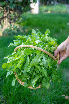 野荠菜