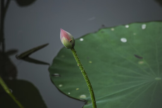 一组荷花摄影图