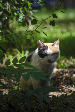 花丛后面躲着一只流浪猫