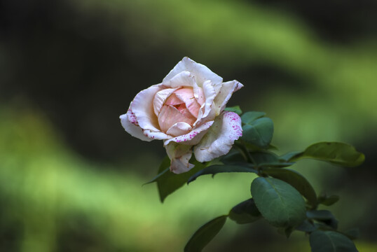 花丛中的一朵粉色蔷薇花