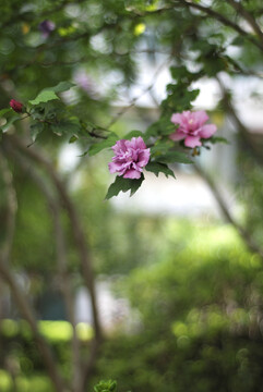 花丛中的两朵粉色的花朵