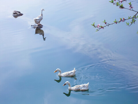 春天湖面鸭子戏水