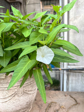 空心菜开花