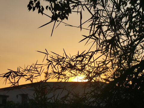 夕阳下的竹