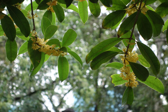 上海桂林公园桂花树