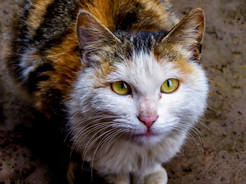 猫咪