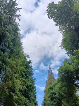 树林和天空