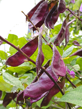 采摘紫扁豆