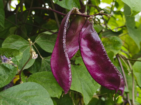 紫扁豆食材