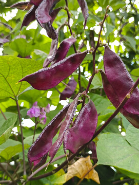 紫扁豆素材