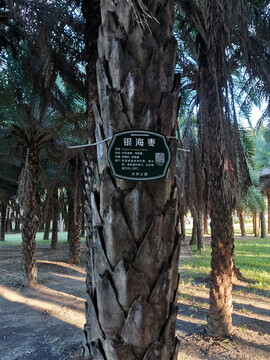 银海枣树