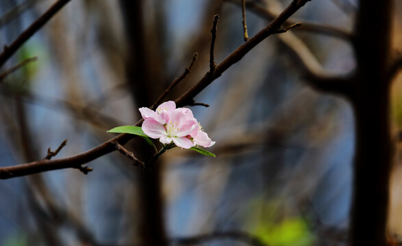 白色樱花特写