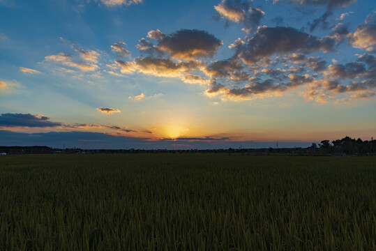 水稻田的夕阳