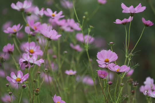 格桑花