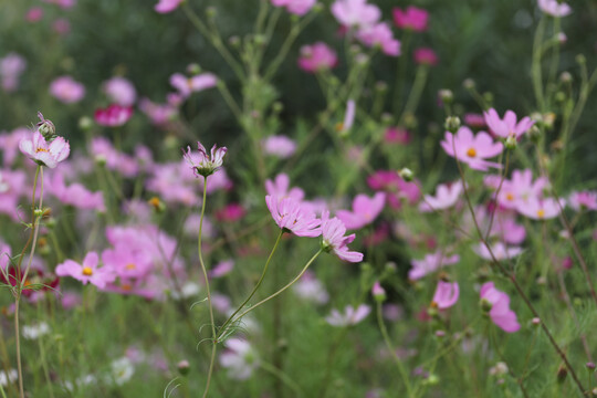 格桑花