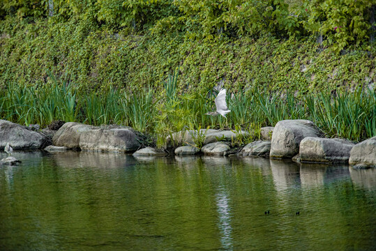 河道飞翔