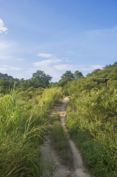 乡间的小路