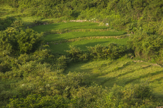 福建梯田风景