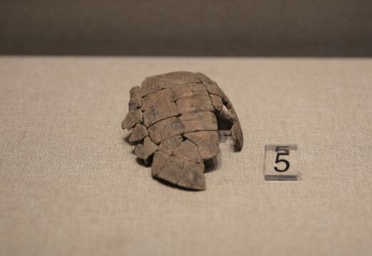 石化龟壳
