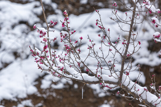 云南昭通乐居乡雪压樱花花蕾