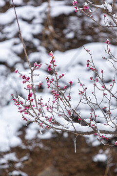 云南昭通乐居乡雪压樱花花蕾