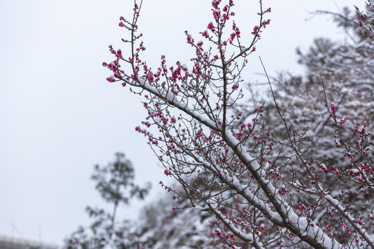 云南昭通乐居乡雪压樱花花蕾