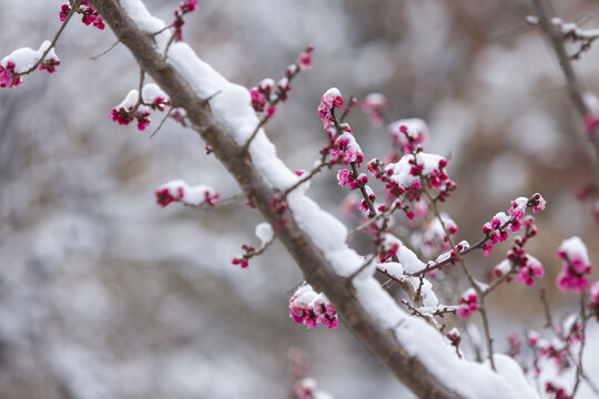 云南昭通乐居乡雪压樱花花蕾