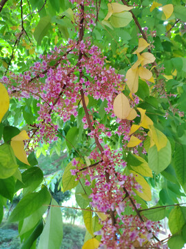 阳桃花