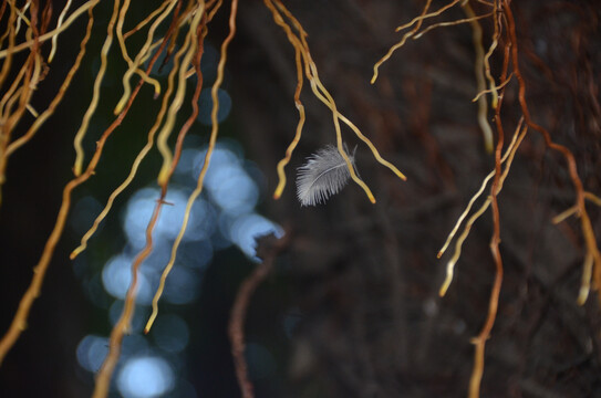 榕树根与羽毛
