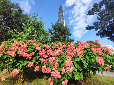 花丛月天空