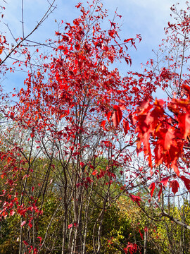 红叶秋季枫树