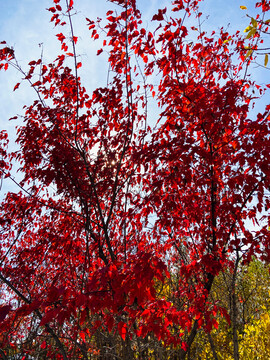 秋季红叶天空树枝