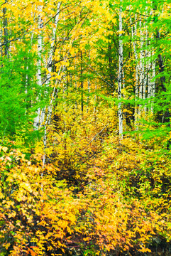 秋季森林白桦