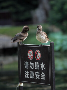 鸳鸯