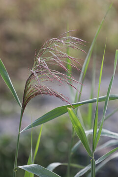 芦苇