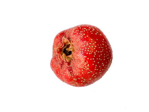 山楂