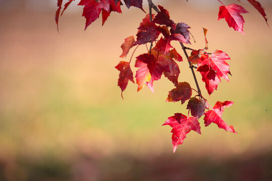 迷人秋色红叶深秋晚秋