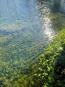 夏天阳光下清澈见底的池塘